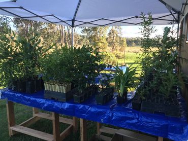 Makeshift nursery using a party tent.