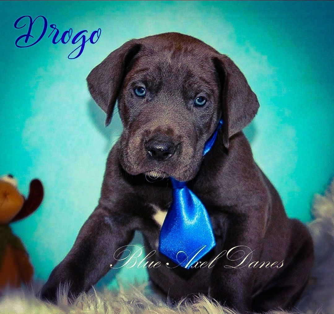 akc questions to ask a breeder