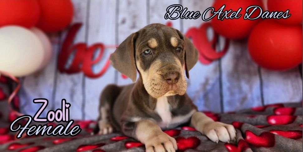 Lilac tan point 
Silver tan point
Chocolate great dane pup
Great dane puppy
Blue great dane pup
Pup