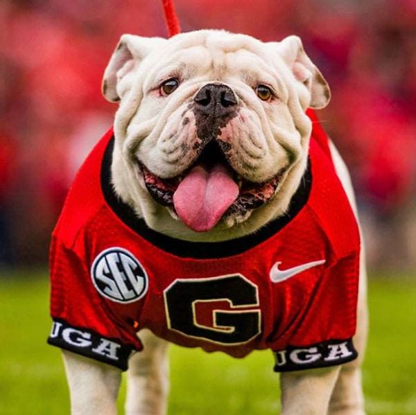 Custom college and sorority gifts for everyone! Pets too!