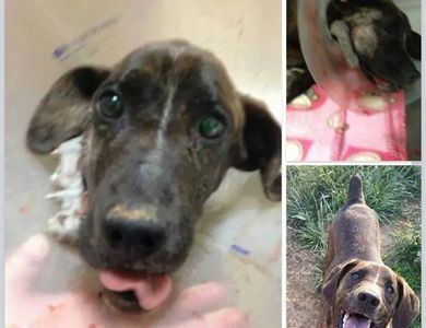 Abused and neglected dog
