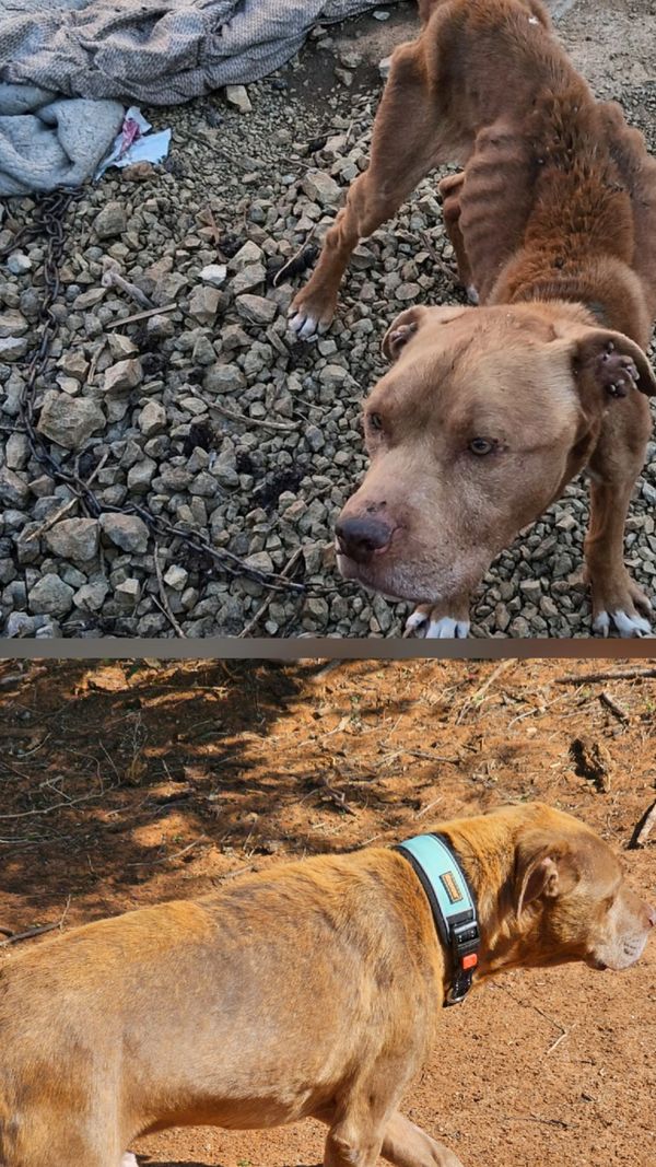 Before and after rescue of an emaciated dog.