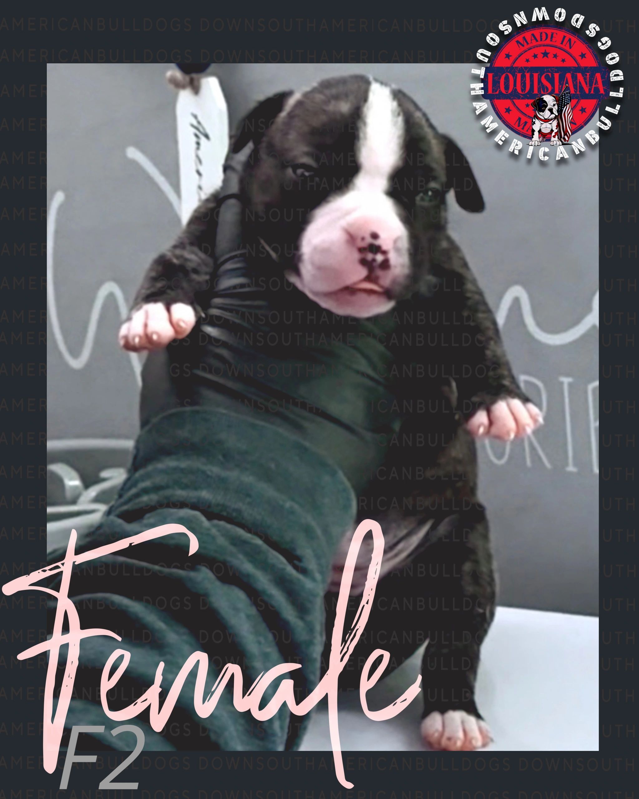 Female American Bulldog puppy being held.
