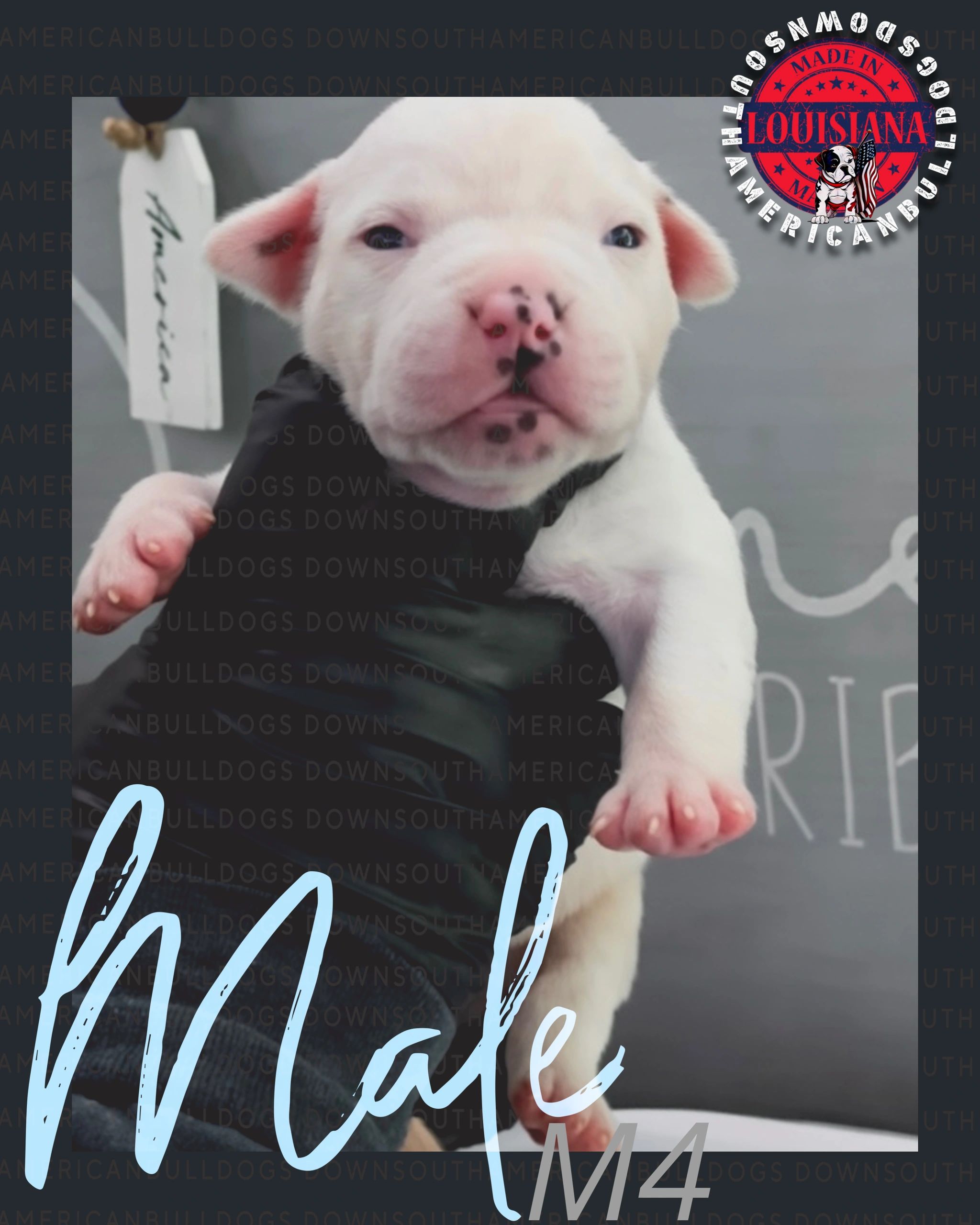 Close-up of a male white bulldog puppy with black spots on his nose.