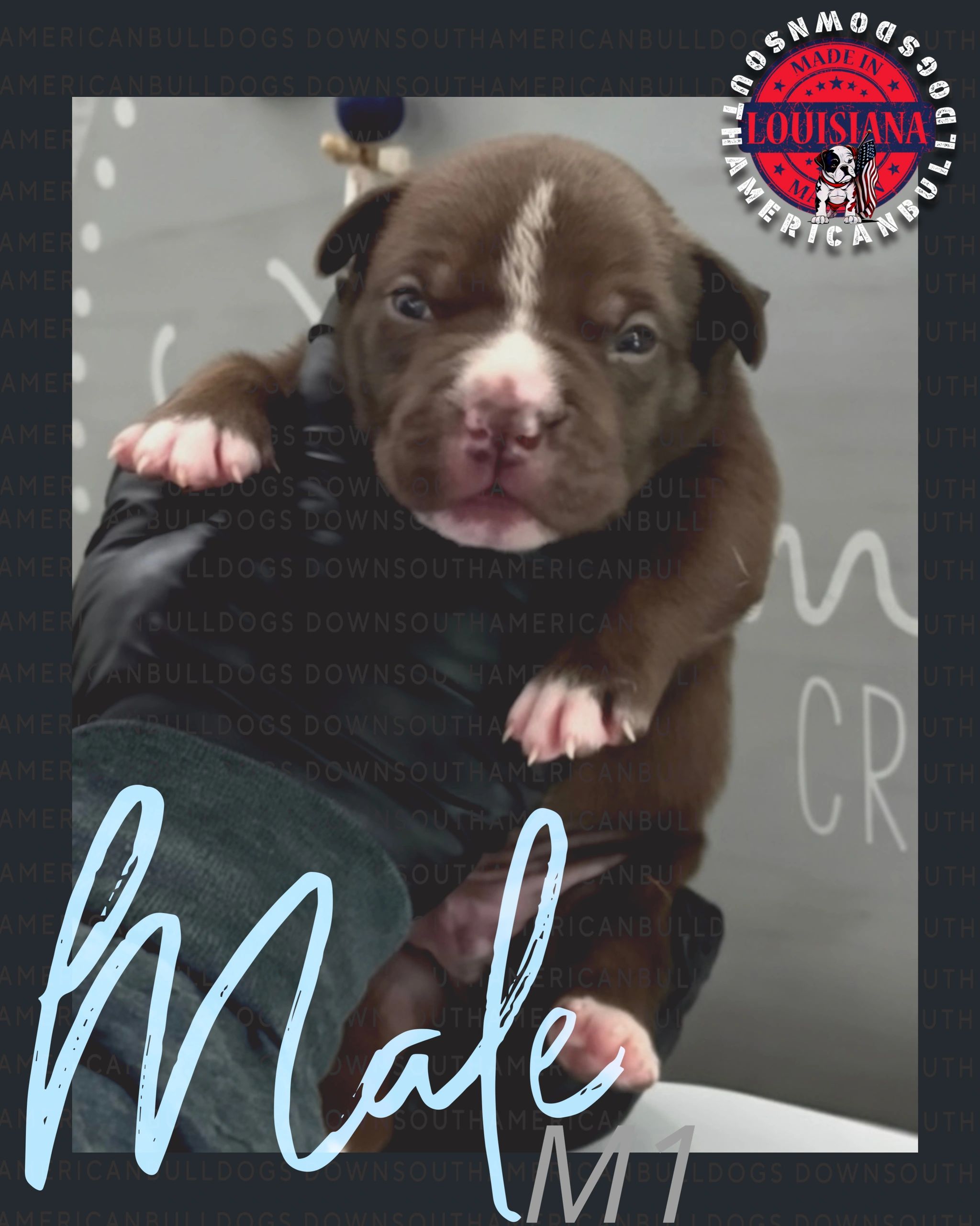 Close-up of a brown American Bulldog puppy with a white nose stripe.