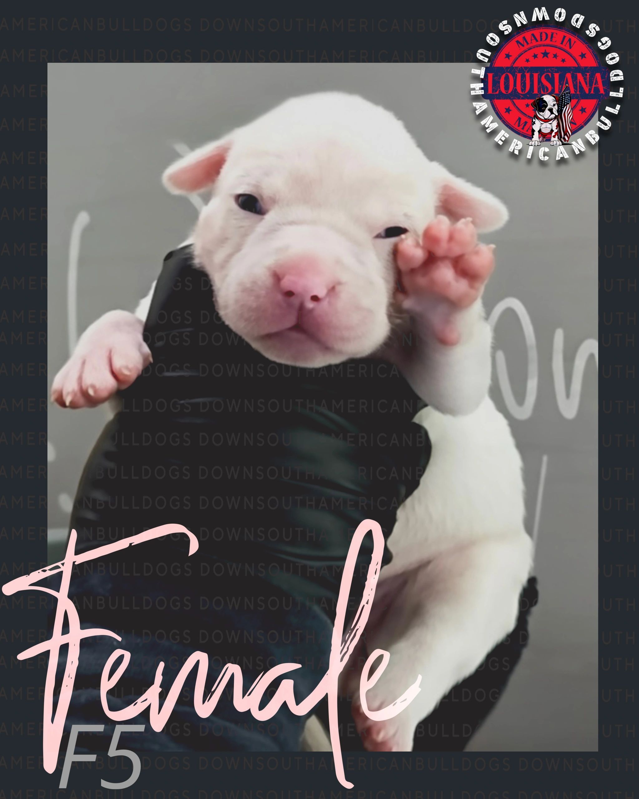 White bulldog puppy raised paw.