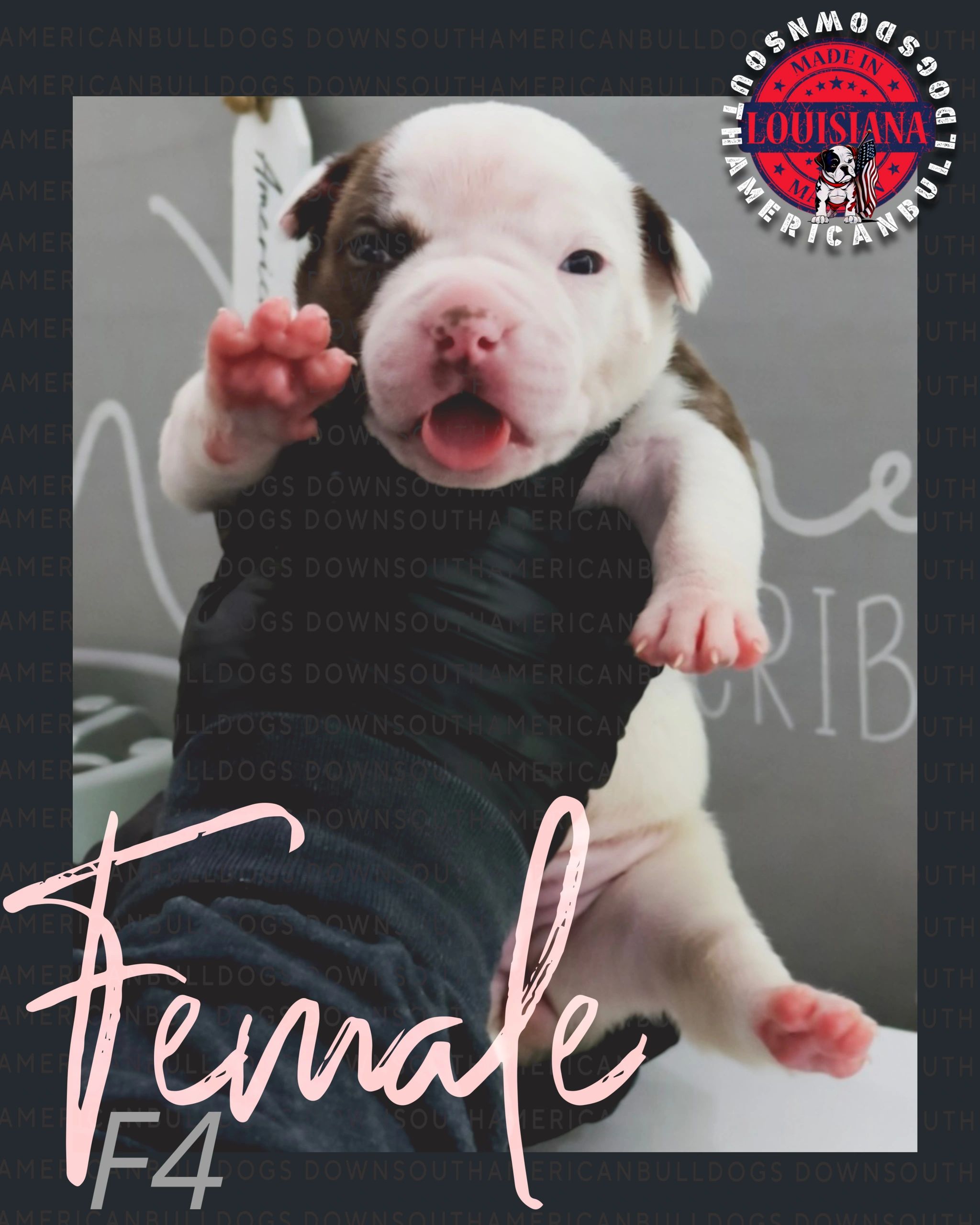 Close-up of an adorable American Bulldog female puppy.