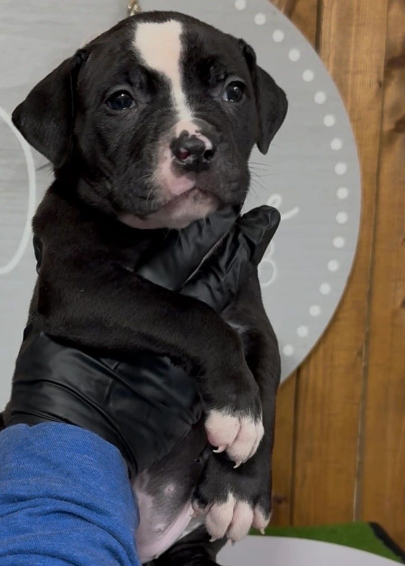 Hand holding a black and white puppy.