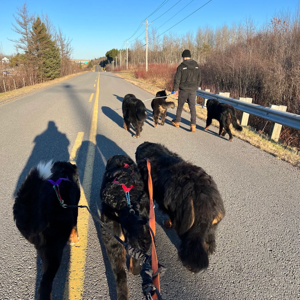 Six Bouviers Bernois qui marchent dans la rue. provient de notre élevage enregistré chiens heureux