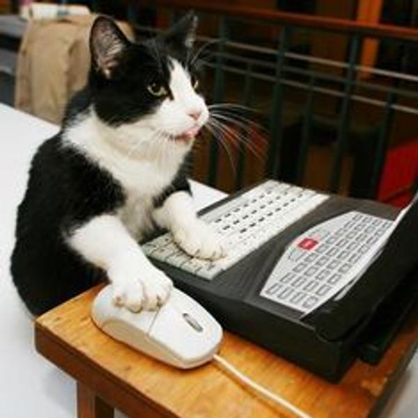 black and white cat with its tongue sticking out acts like it is working hard at a computer