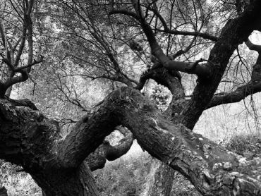 Black and white photo of intertwined tree branches.