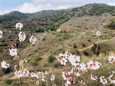 White and pink flowers bloom on branches with hills in the background.