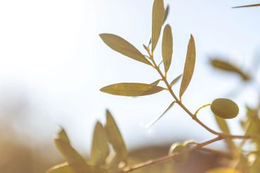 Close-up of olive branch with leaves and fruit in soft sunlight.
