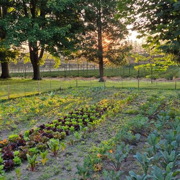 west acre farm produce Mount Brydges Ontario farm stand market garden local flower farm vegetables
