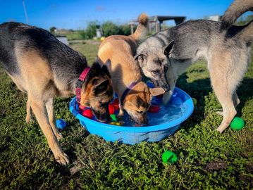 Three dogs drinking water from a blue bowl outdoors on a sunny day.