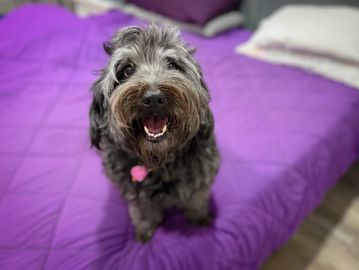 A happy gray dog sitting on a purple bedspread.