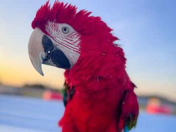 A Green Wing Macaw.