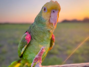 An Amazon parrot saying hello with its foot.