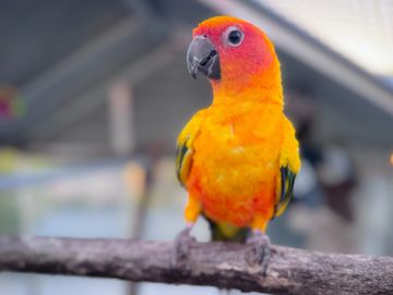 A sun conure sitting on a branch.