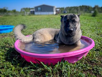 Dog relaxing in a small pink pool on a sunny day.
