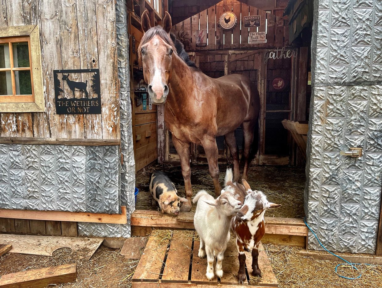 Horse, goats and pig welcome you to the farm