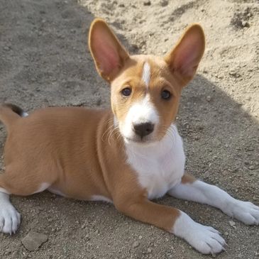 23+ How Much Does Basenji Puppies Cost