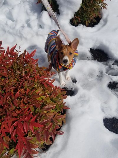 Basenji Puppy