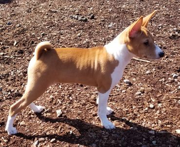 Basenji puppy