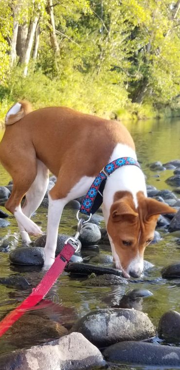 Basenji dog in water