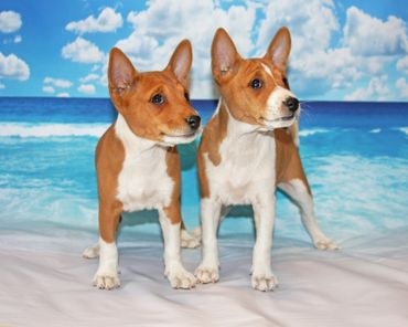 Red and white basenji puppies 