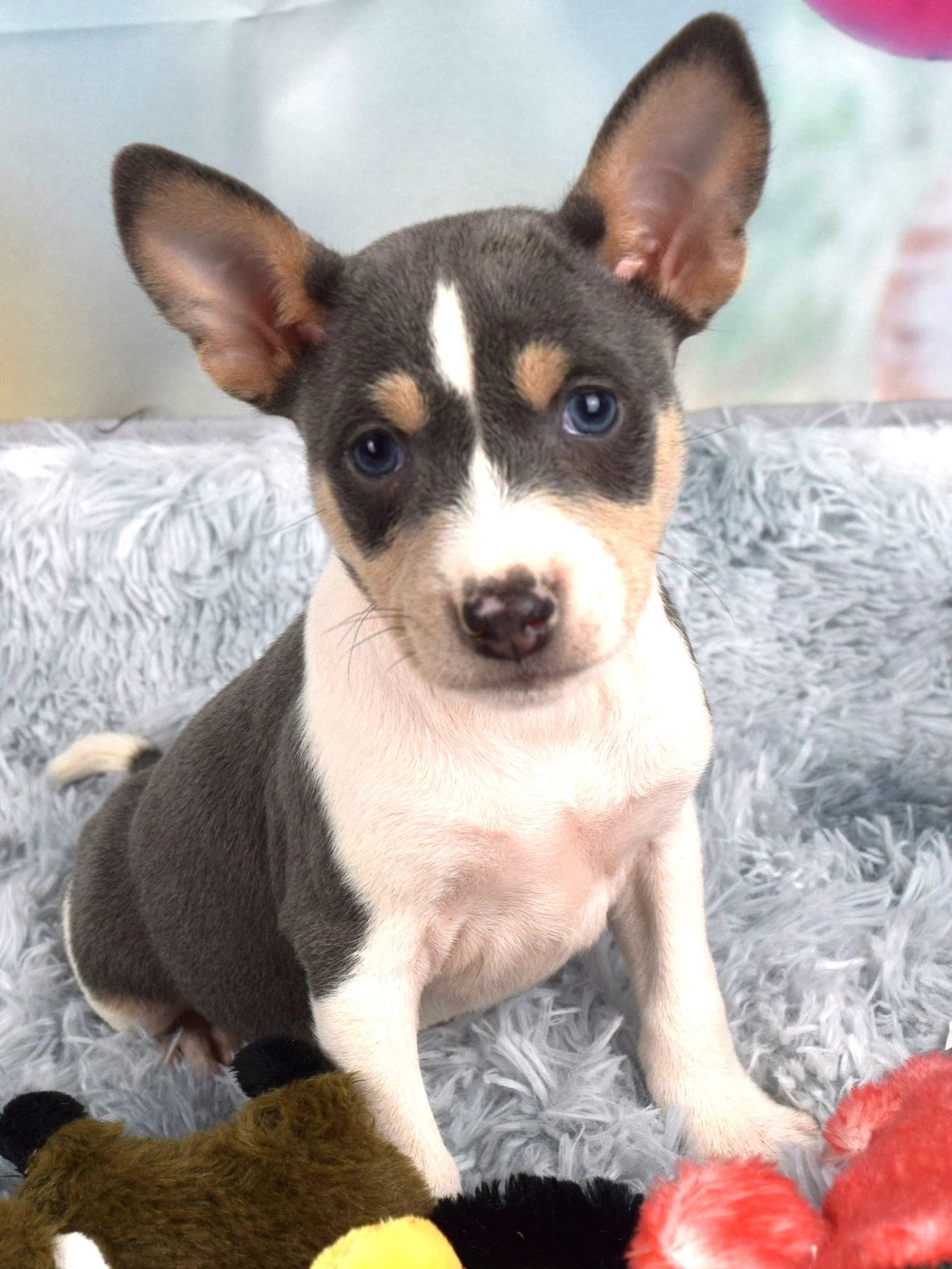 Rare color blue basenji puppy available for sale