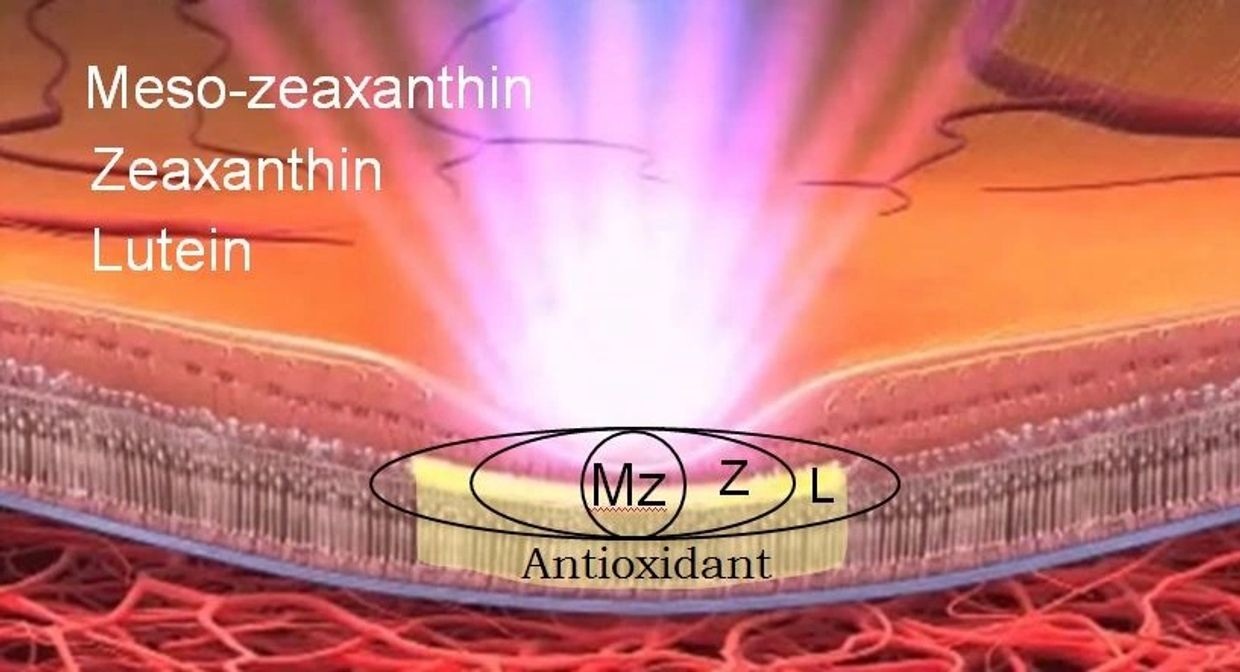 cross section of the retina showing the macula and the 3 antioxidants found there