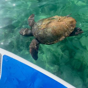 turtles in paphos whilst paddleboarding