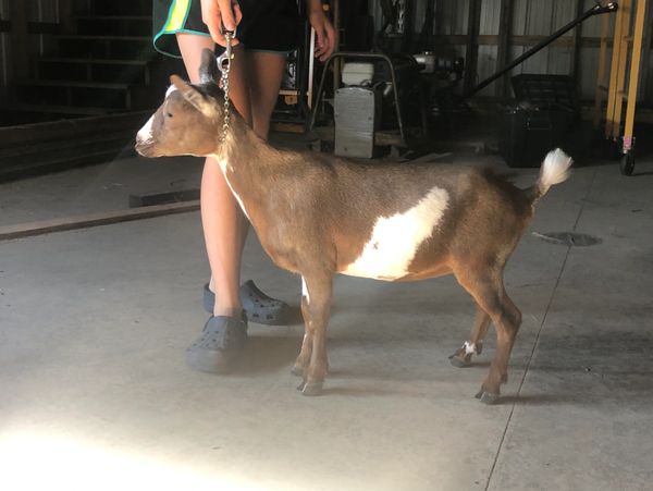 A brown and white goat being held on a leash.