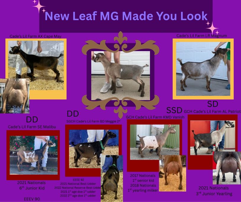 Collage showcasing award-winning goats from New Leaf MG.