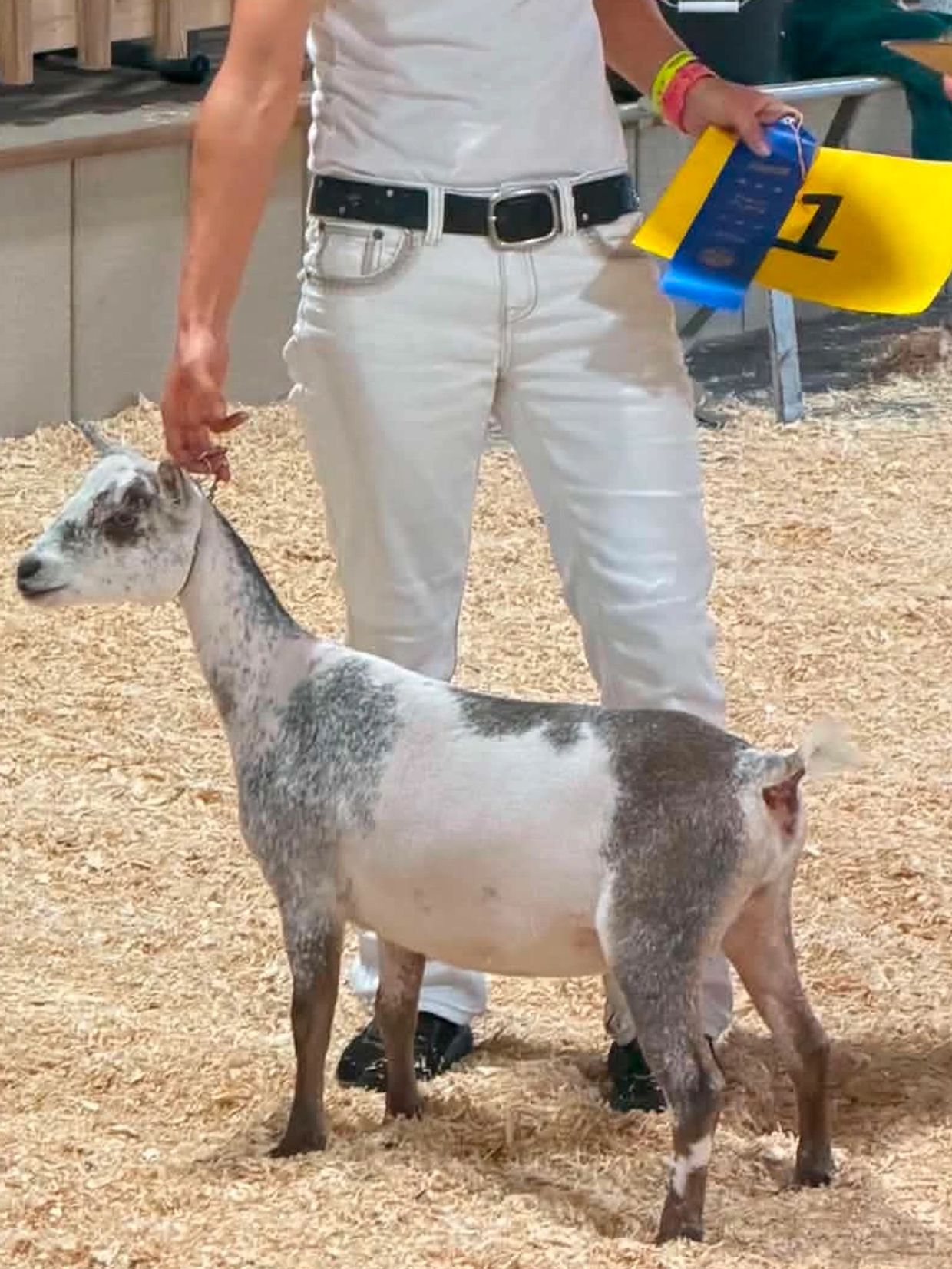 Person holding a goat and a blue ribbon.