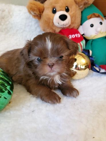 cute chocolate shih tzu puppy