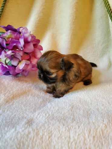 cute shih tzu puppy