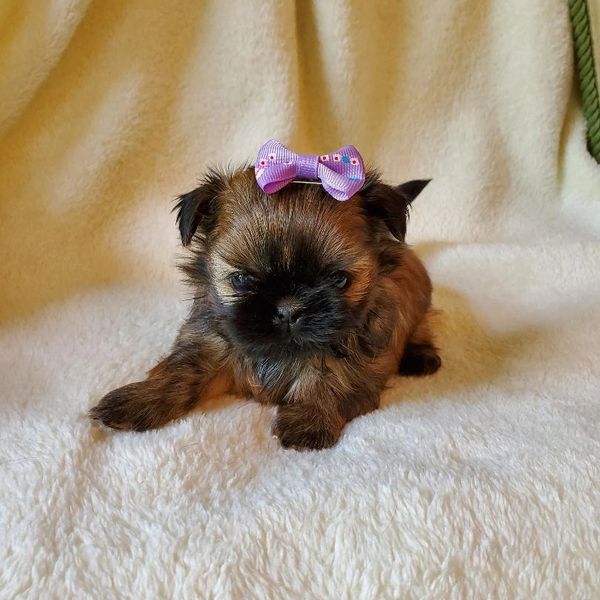 Cute shih tzu puppy