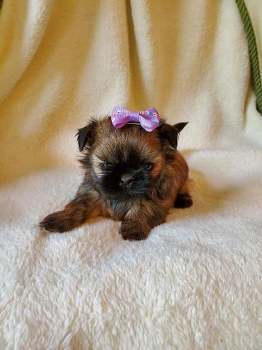 cute shih tzu puppy