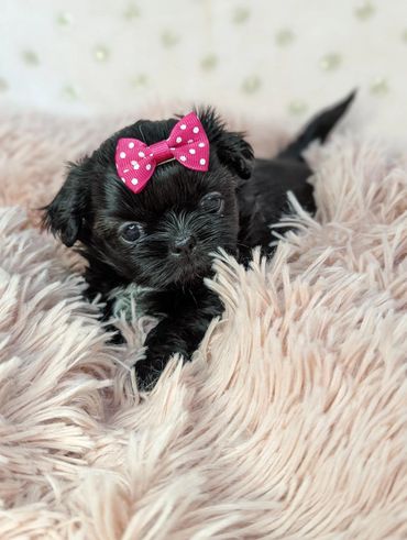 cute tiny shih tzu.  Imperial sized shih tzu baby girl.