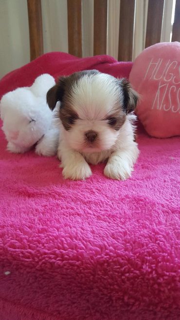 adorable shih tzu puppy