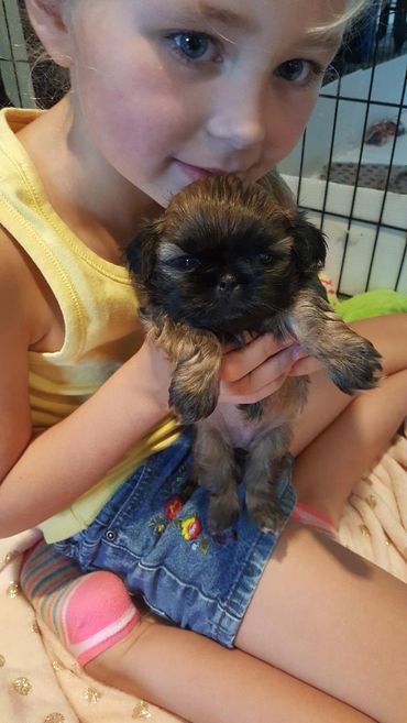 Girl and cute shih tzu puppy