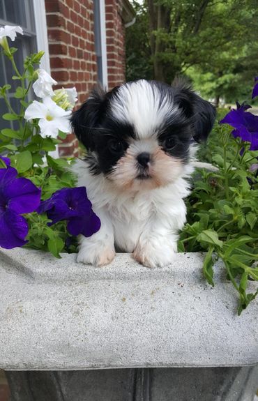 cute black and white shih tzu