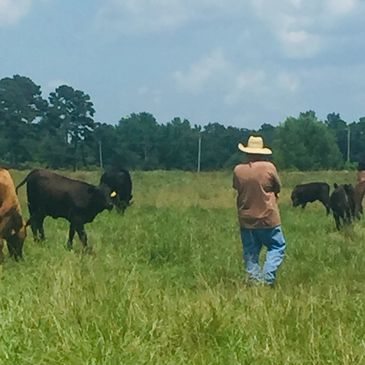 cattle farming homesteading field rural arkansas