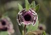 Mimulus pictus—Calico monkeyflower (John Rusk)