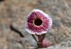 Mimulus mohavensis; Mojave Monkeyflower  (Don Davis)