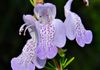 Conradina grandiflora  (Bob Peterson)