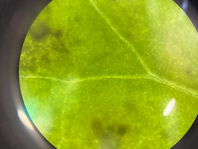 Microscopic view of a green leaf showing veins and cells.