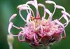 Grevillea bracteosa  (Jean and Fred)